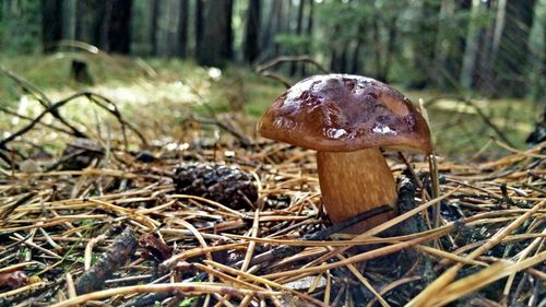 Mushrooms growing in forest