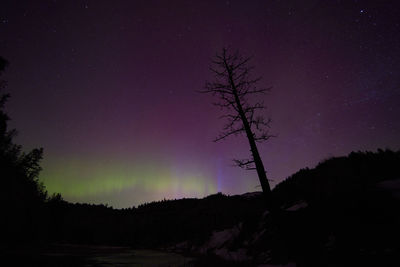Low angle view of silhouette tree against sky at night with aurora borealis 