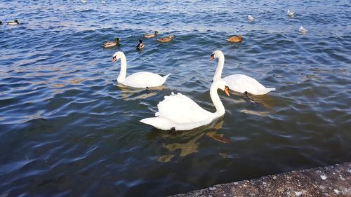 High angle view of swans swimming in lake