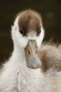 Baby white duck