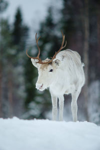 Reindeer standing on snow covered field