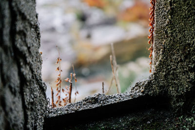 nature