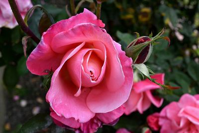 Close-up of pink rose