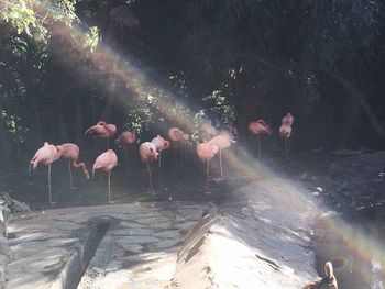 Group of birds in the lake