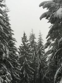 Low angle view of trees against clear sky