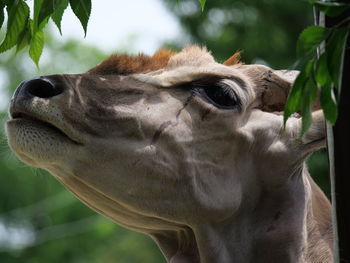 Close-up of a horse