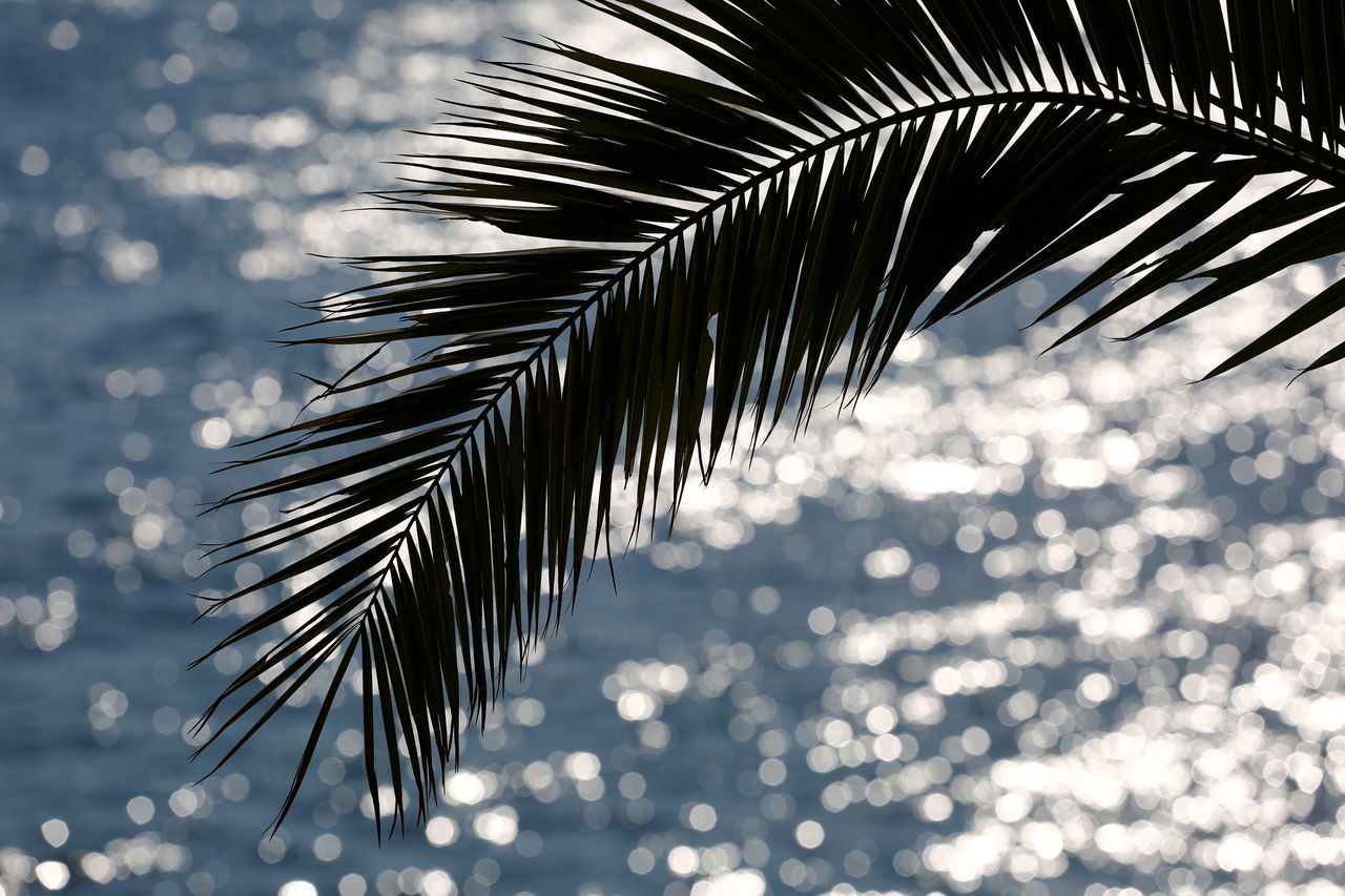 tree, palm tree, palm leaf, leaf, nature, focus on foreground, no people, tropical climate, plant, close-up, beauty in nature, plant part, day, growth, outdoors, frond, tranquility, sunlight, water, leaves