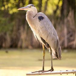 Close-up of bird