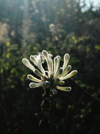 Close-up of plant