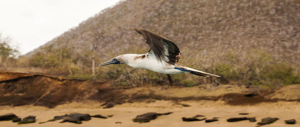 Bird flying against blurred background