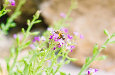 Close-up of purple flowers