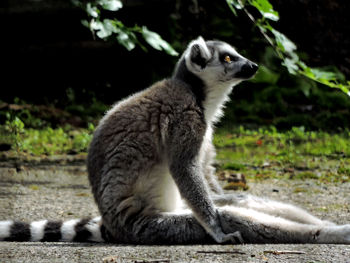 Lemur sitting in the sun.