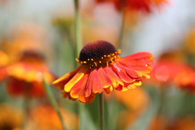 Close-up of orange flower