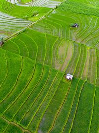 High angle view of agricultural field