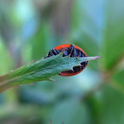 Close-up of insect on plant