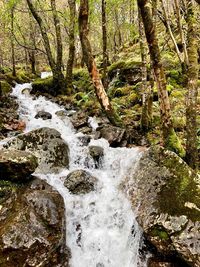 Scenic view of waterfall in forest