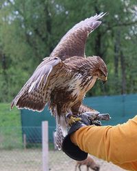 Hawk on falconer's arm