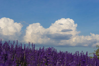 Panoramic view of purple flowers on field against sky