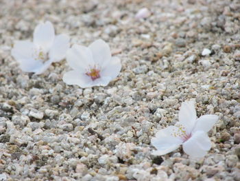 Close-up of crocus flowers