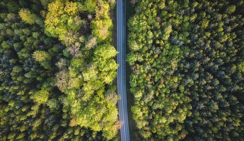 High angle view of trees and plants in forest