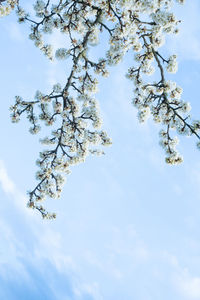 Low angle view of cherry blossoms against sky