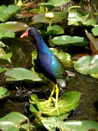 Close-up of bird perching on leaf