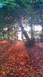 Fallen leaves in park