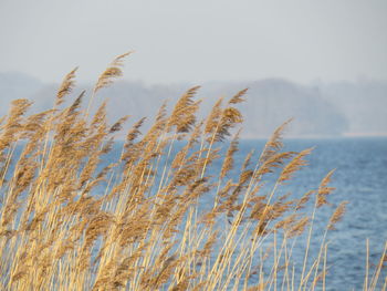 Close-up of stalks against clear sky