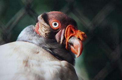 Close-up of bird