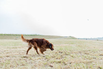 Full length of a dog on field