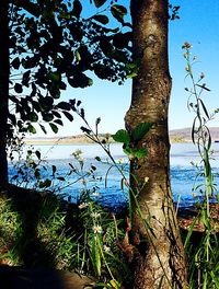 Close-up of tree by lake against blue sky