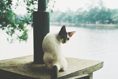 Portrait of cat sitting on lamp post against lake