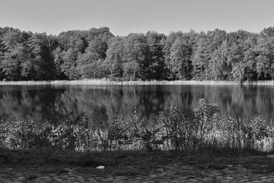 Scenic view of lake against trees in forest