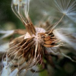 Close-up of plant against blurred background