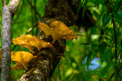 Mushrooms or toadstool in autumn forest, close up, 