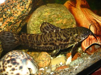 Close-up of fish swimming in sea