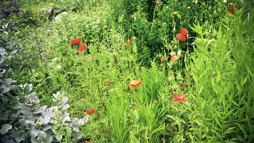 Plants growing on grassy field