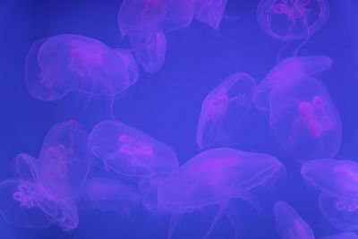 Jellyfish in saint petersburg oceanarium, russia