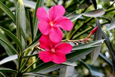 Close-up of pink flowers