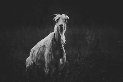 Portrait of a horse on field