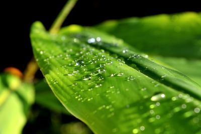 Close-up of wet plant