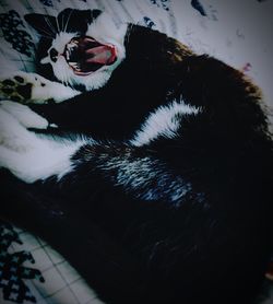Close-up of cat lying down on bed