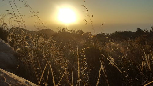 Silhouette plants on field against sky during sunset