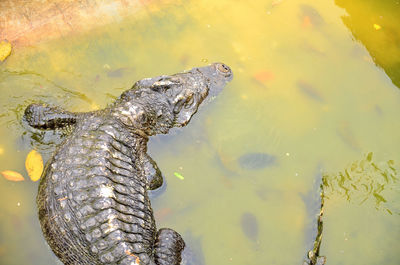 Close-up of turtle swimming in water