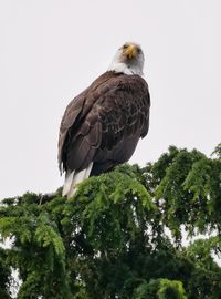 Low angle view of eagle perching on tree against sky