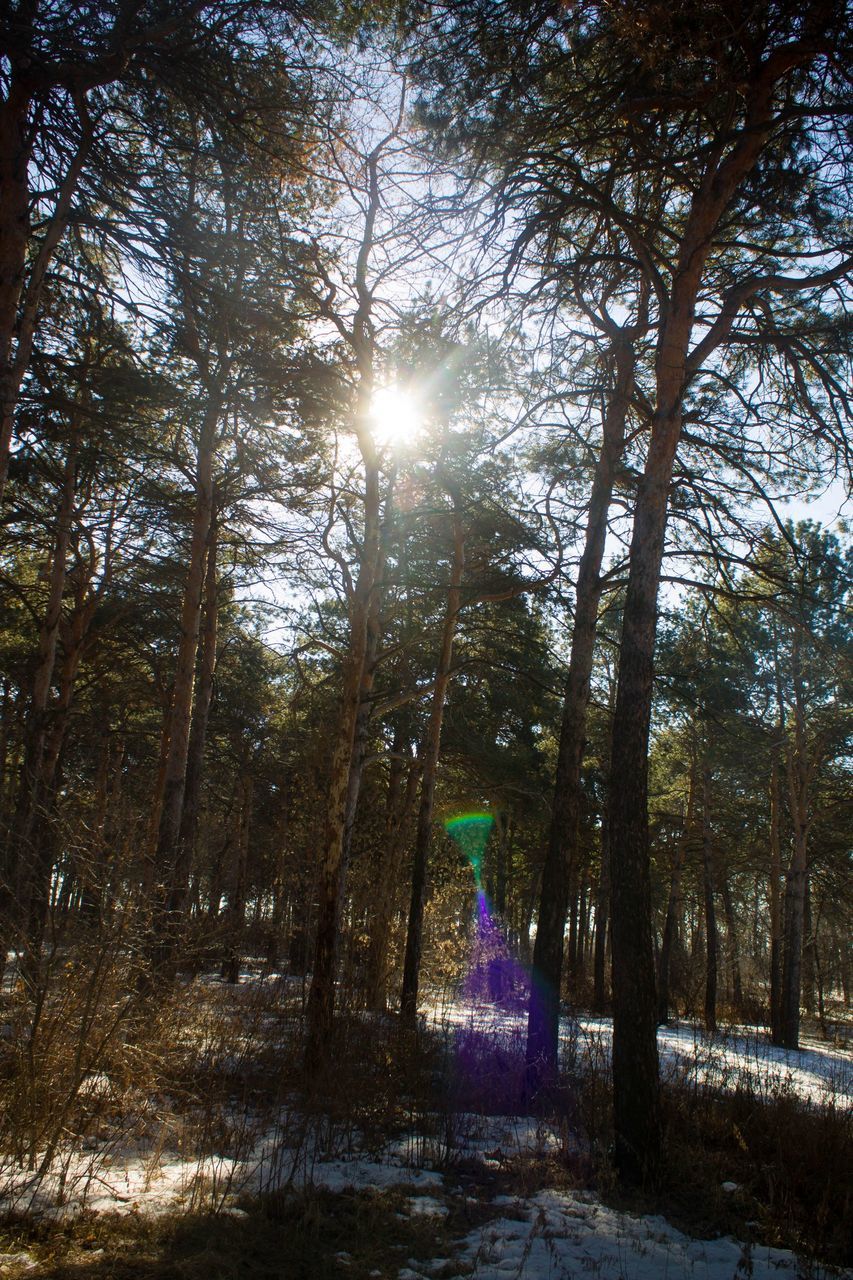 LOW ANGLE VIEW OF TREES AGAINST SUN