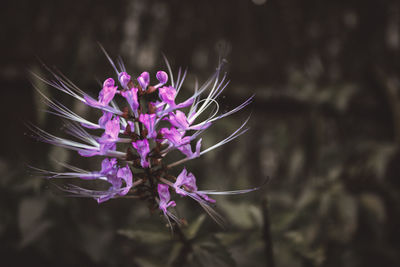 Close-up of purple flowering plant