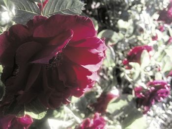 Close-up of pink rose