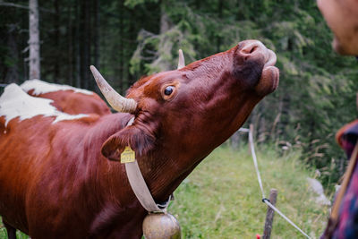 Close-up of cow on field