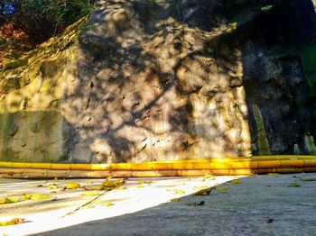 Shadow of tree on rock by sea